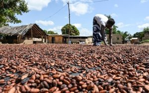 Cacao