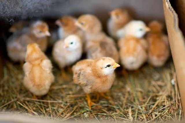 poussins de chair