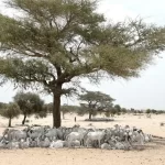 Afrique : Des vagues de chaleur jusqu&rsquo;à 300 jours par an dès 2065, l&rsquo;alerte des scientifiques