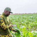 Burkina Faso : Le Capitaine Ibrahim Traoré mise sur la relance agricole pour consolider les reconquêtes sécuritaires