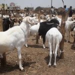 Burkina Faso : Ouagadougou suspend l’exportation du bétail pour préserver le marché national